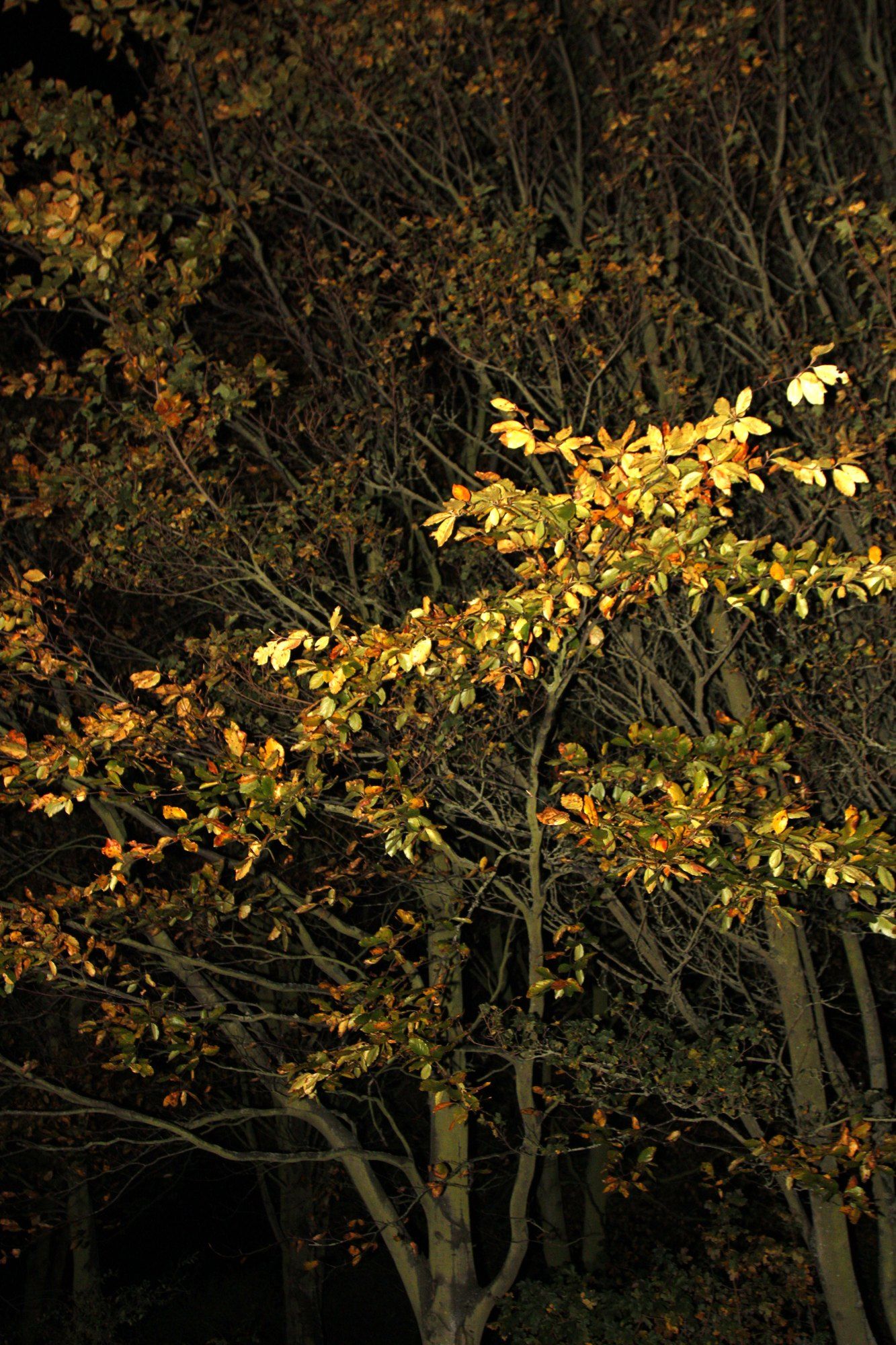 Autumn leaves lit gold by a streetlight at night