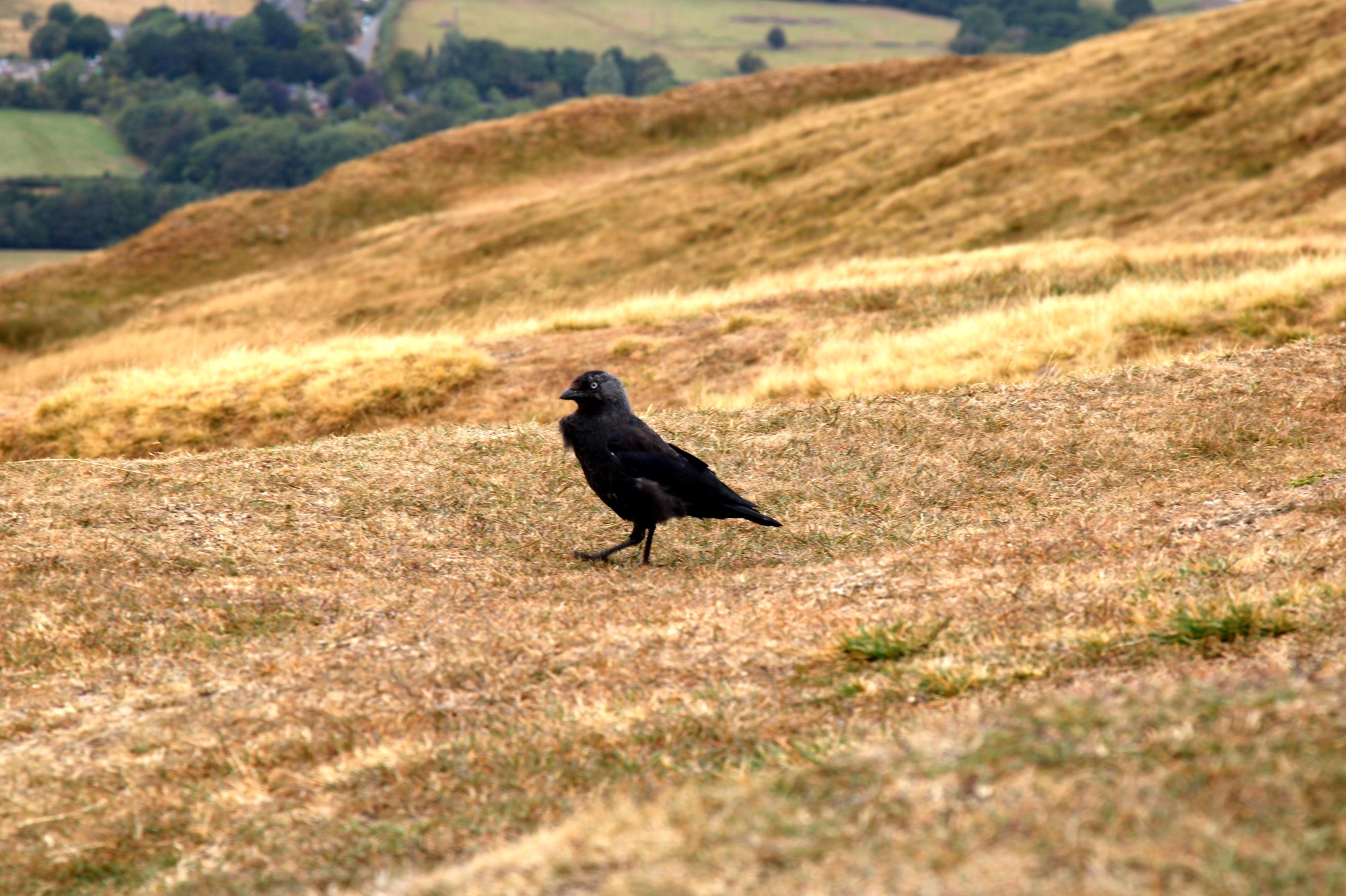 A crow standing on the dry grass of a hillside