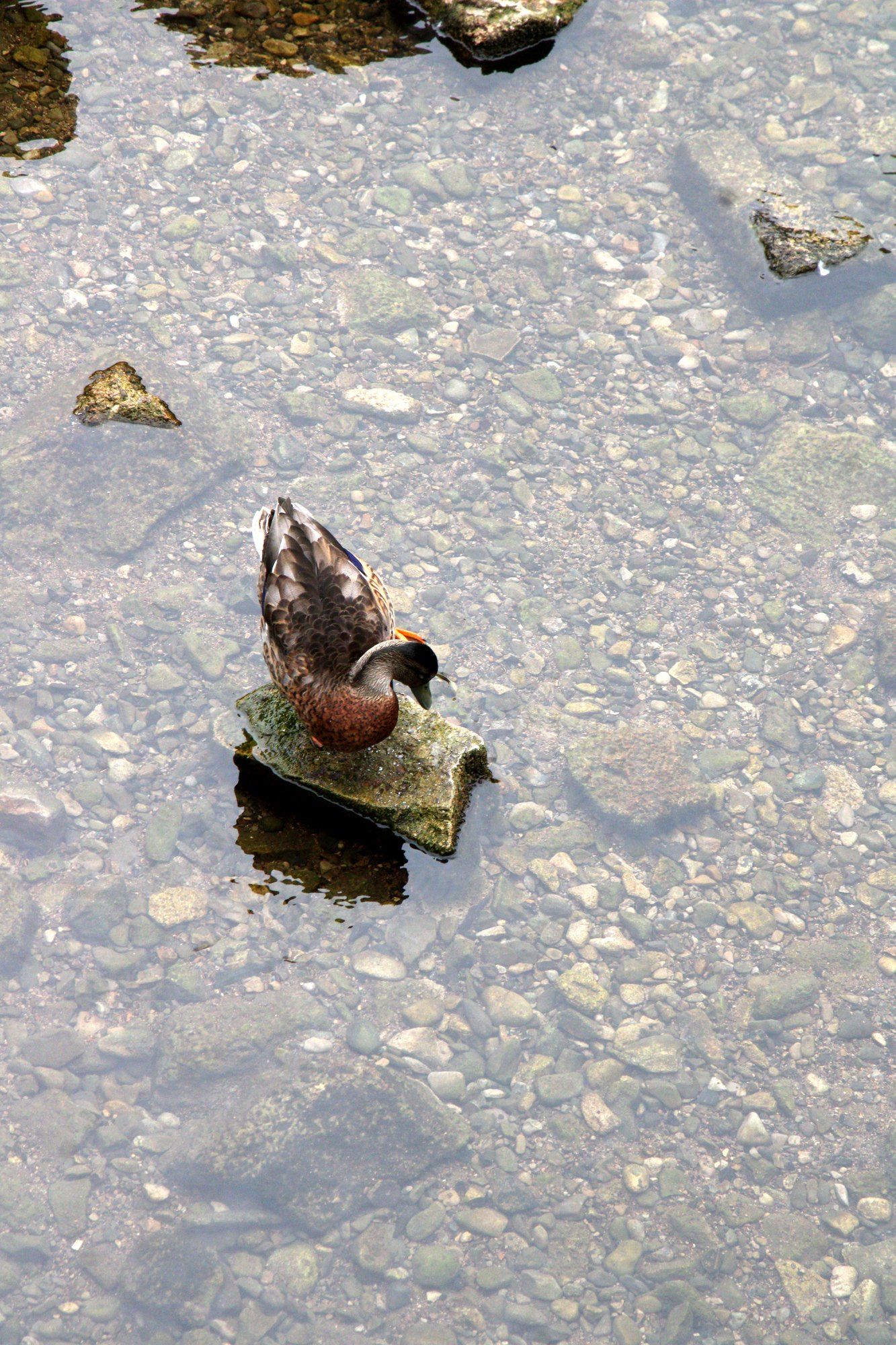 A duck resting on a rock in a clear, shallow stream