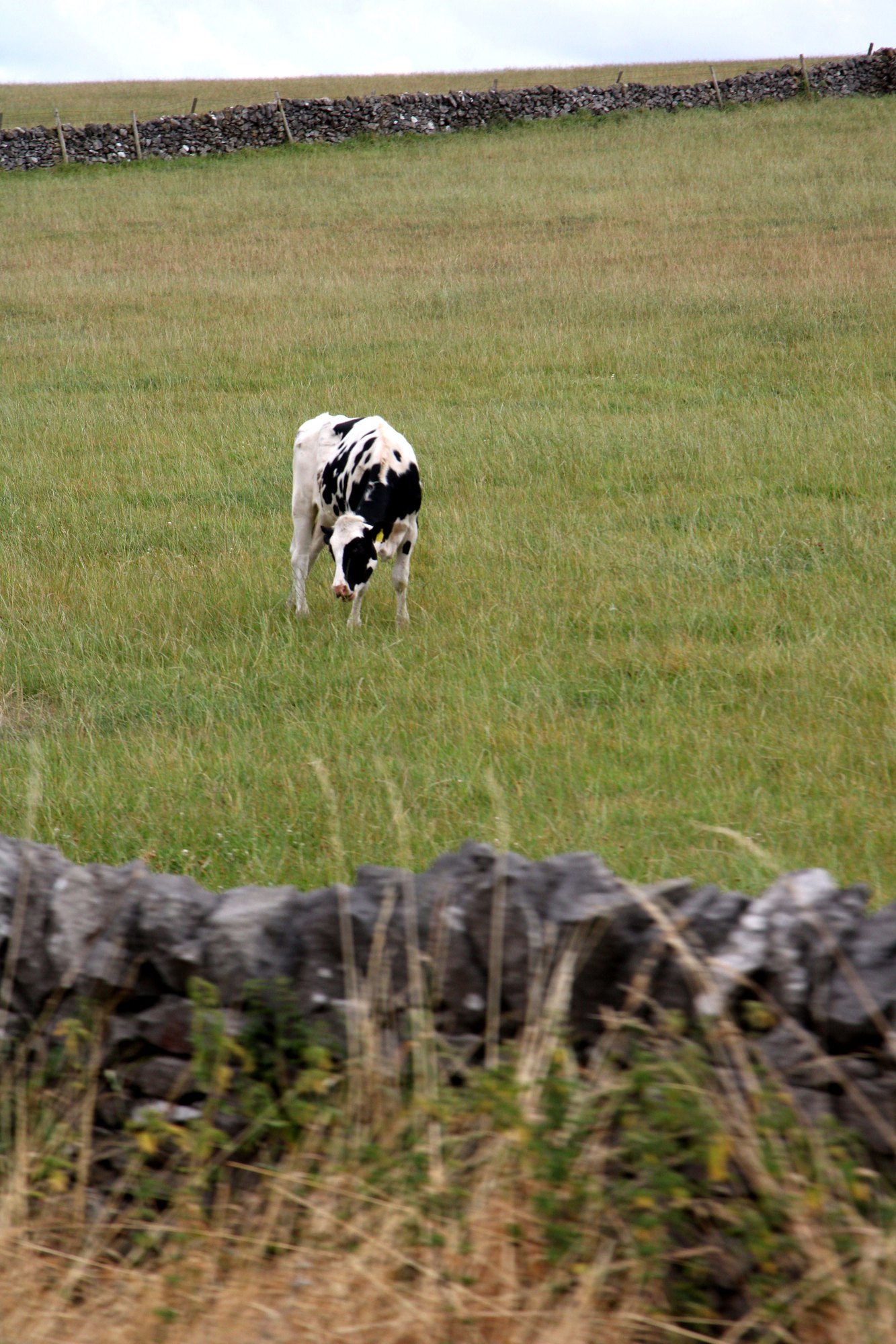 A black and white cow grazing behind a dry stone wall