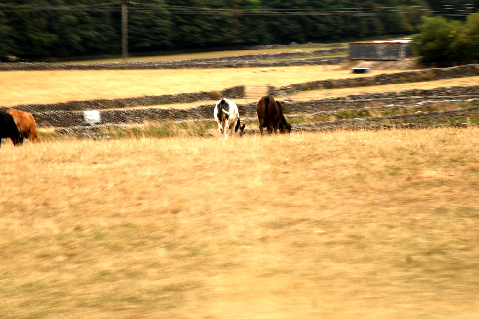 Cows grazing in a dry, golden field behind a stone wall