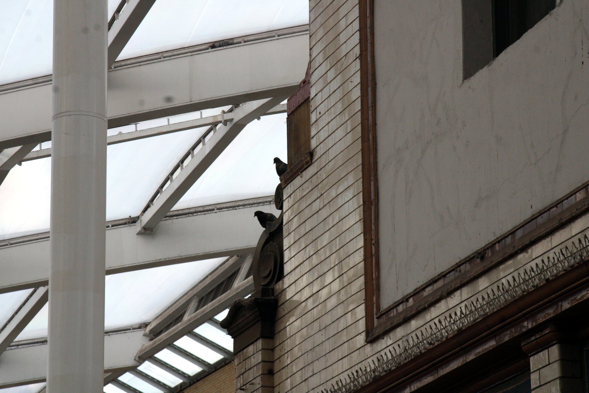 Pigeons perched on the white steel and glass roof of a station