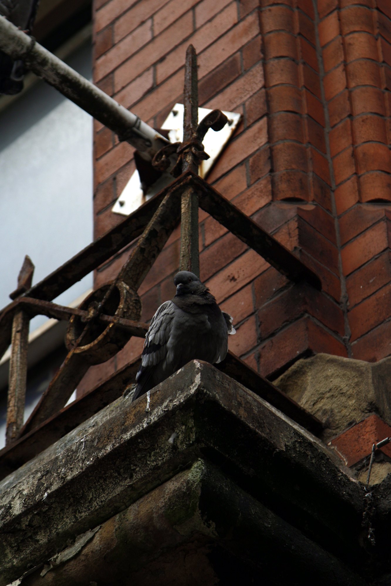 A pigeon tucked onto a ledge among old brickwork and iron bars