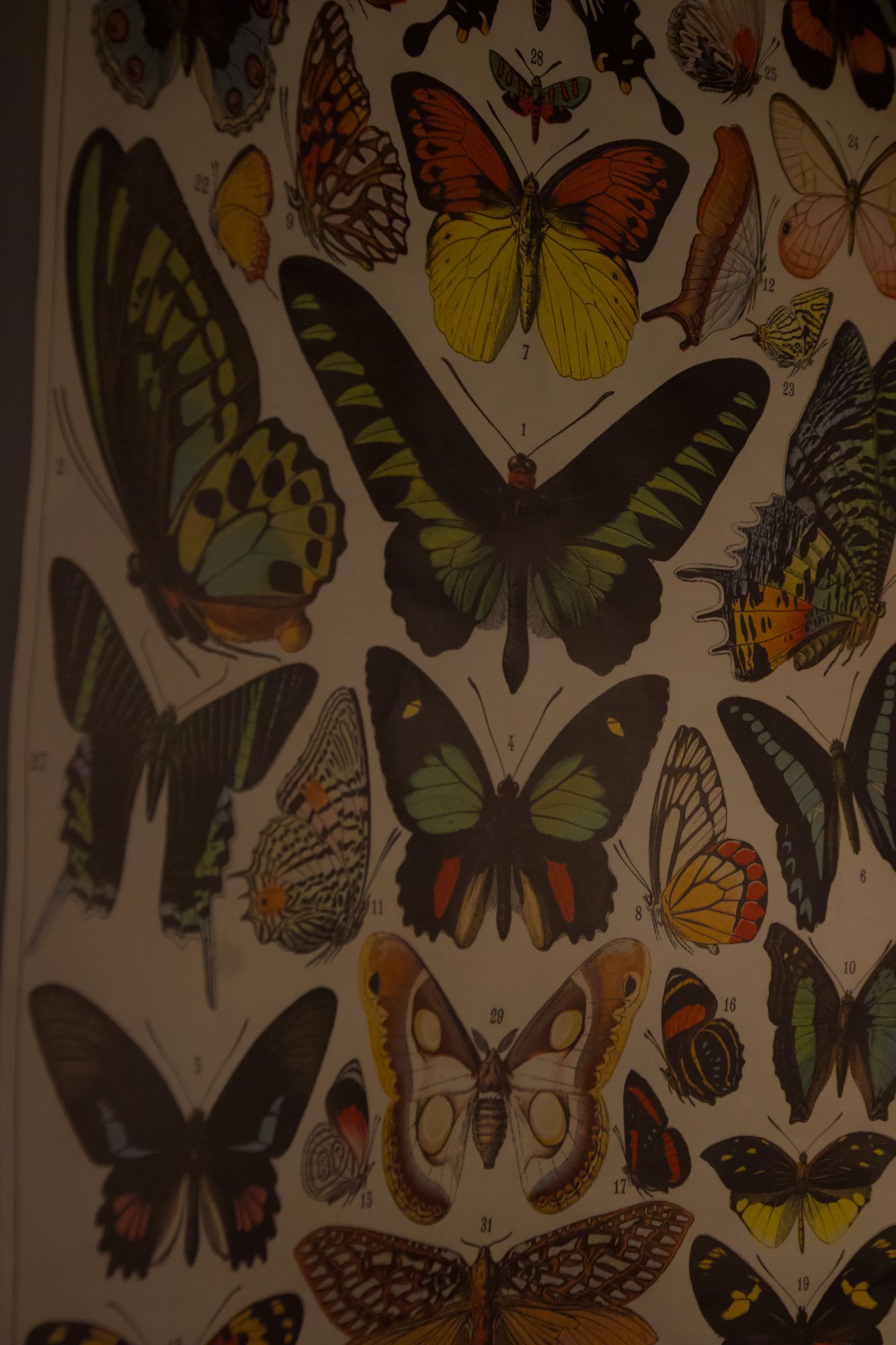 A wall covered in illustrated butterflies