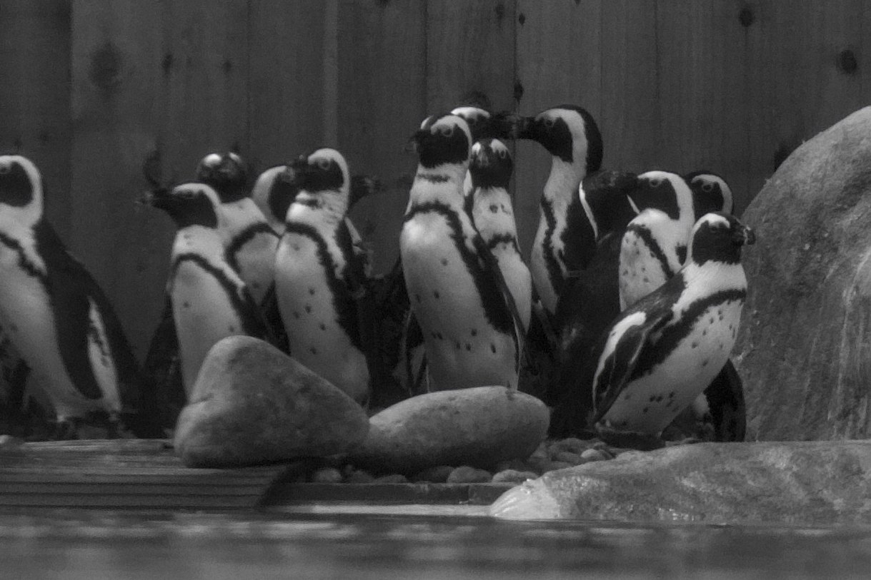 African penguins huddled together on the rocks, in black and white