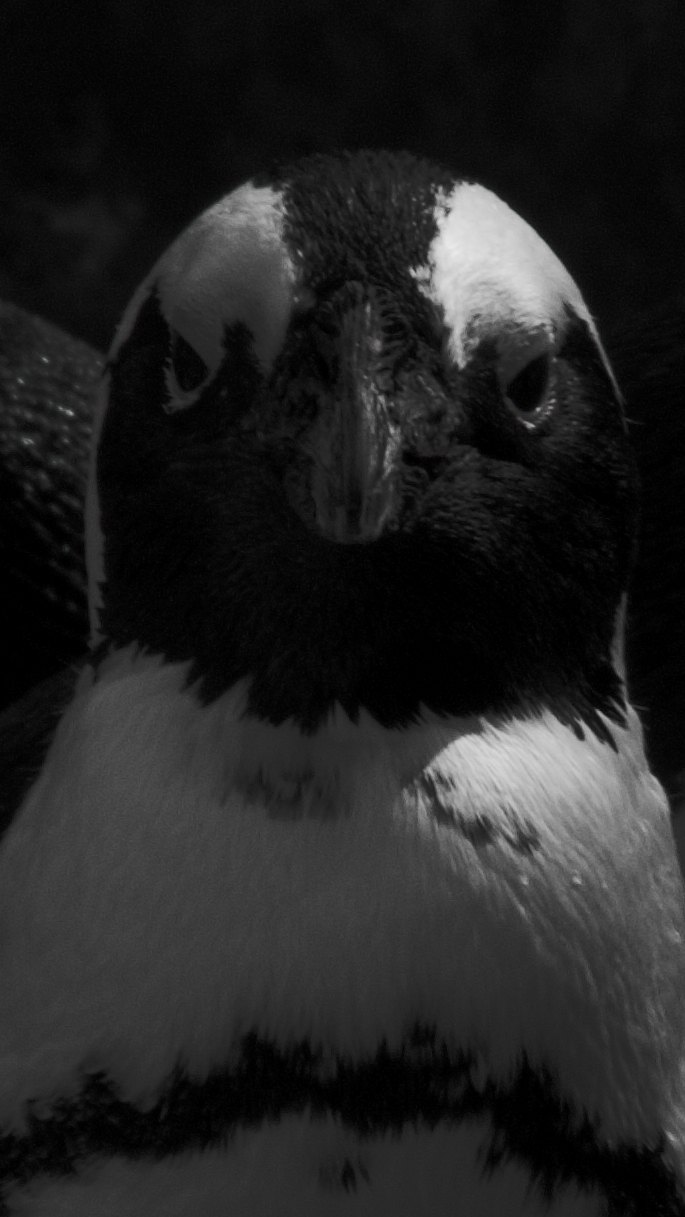 Black and white close-up of an African penguin looking straight at the camera