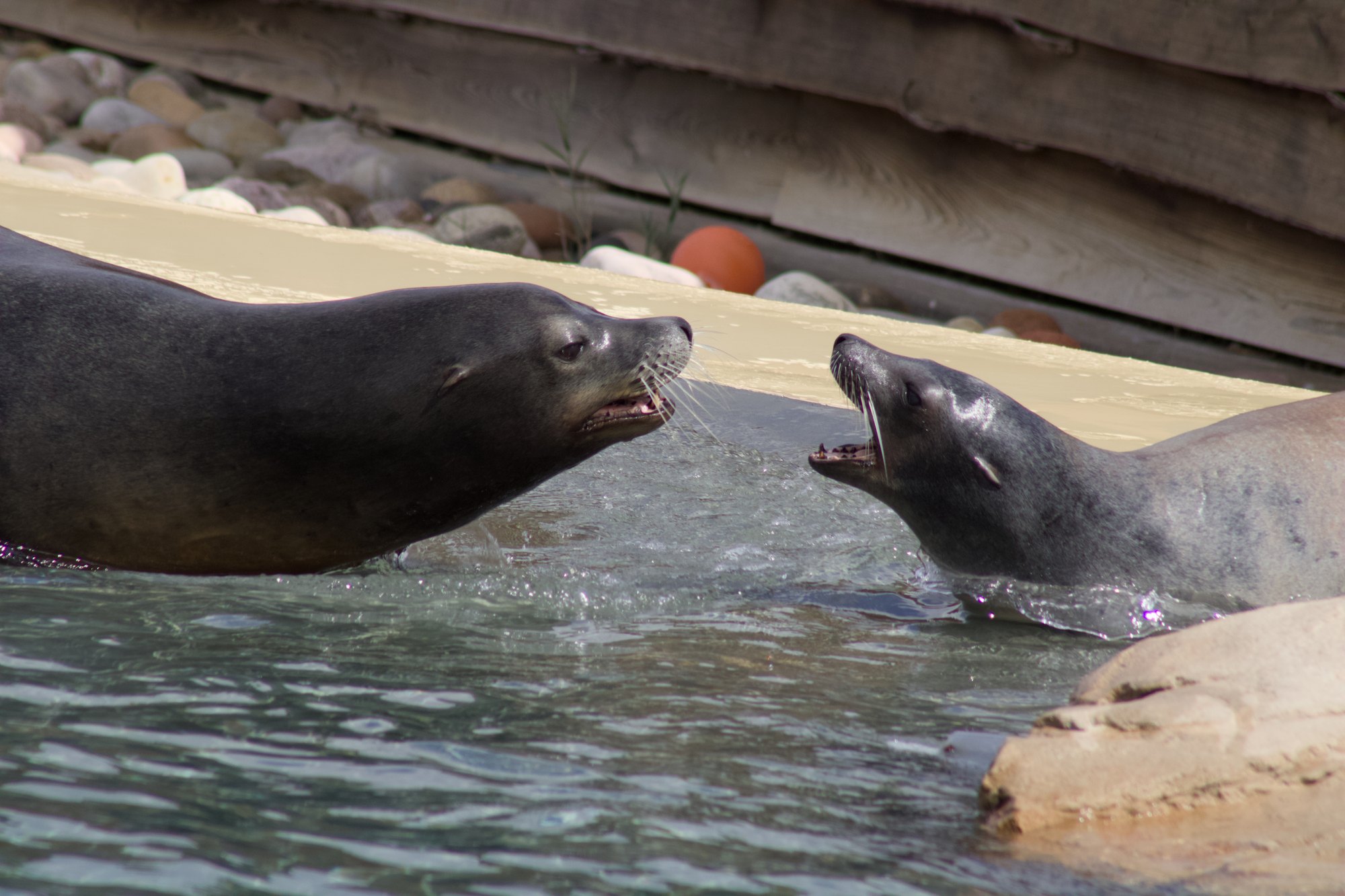 Two sea lions face to face with their mouths open at the edge of the pool