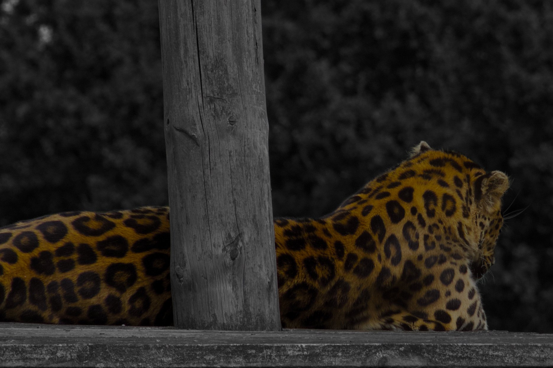 A jaguar lying on a wooden platform, half hidden behind a post