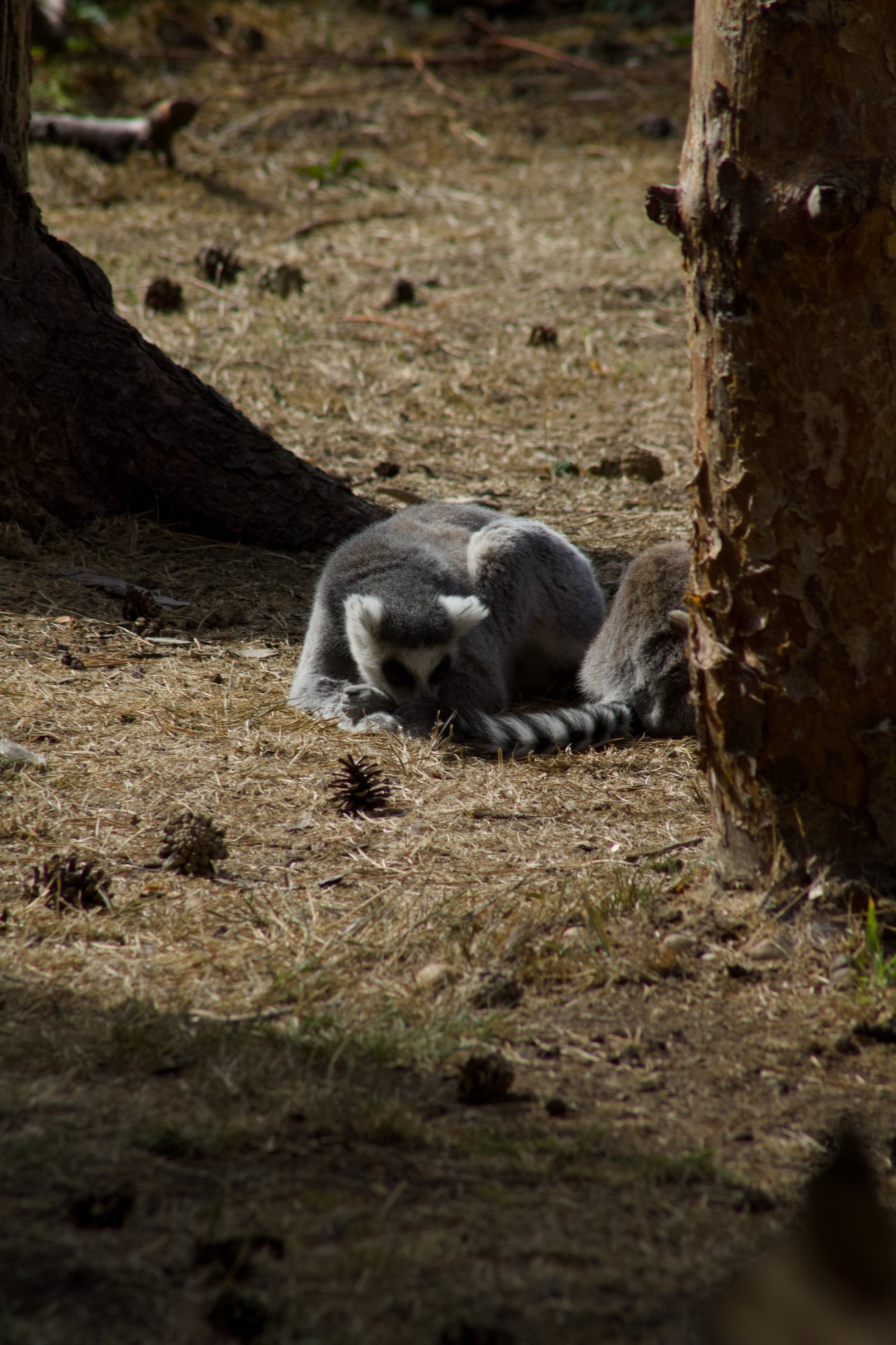 A ring-tailed lemur curled up asleep on dry ground beside a tree