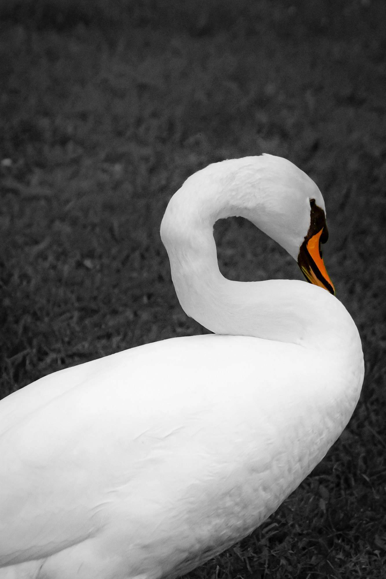 A mute swan preening its feathers, in black and white