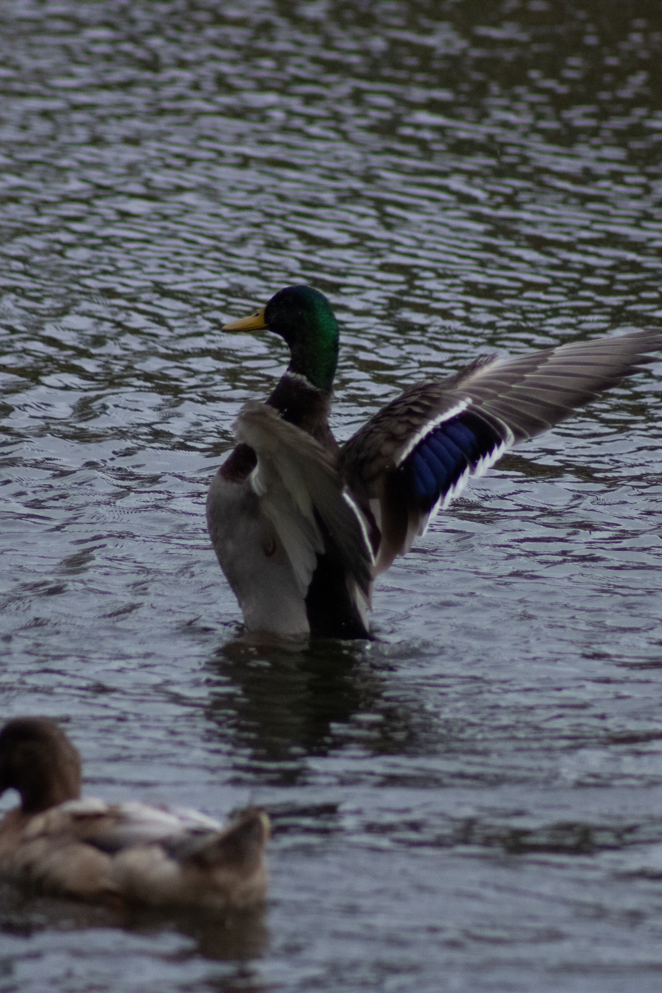 A mallard drake rising out of the lake with its wings spread