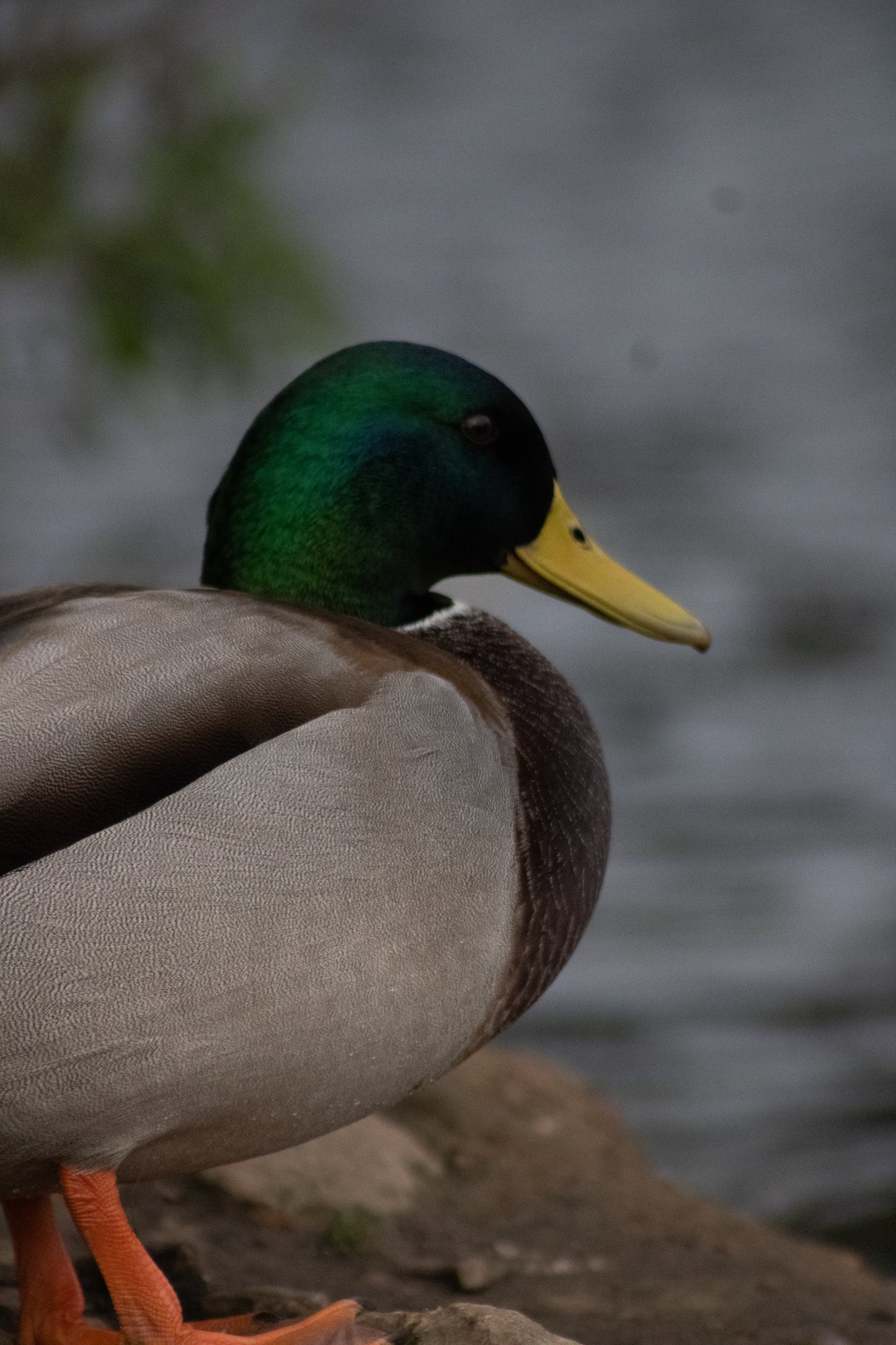Close-up of a mallard drake standing at the water's edge