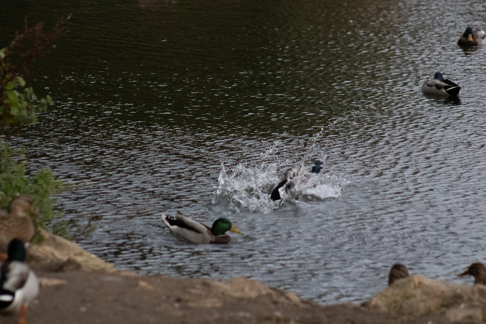 Ducks splashing and swimming across the lake
