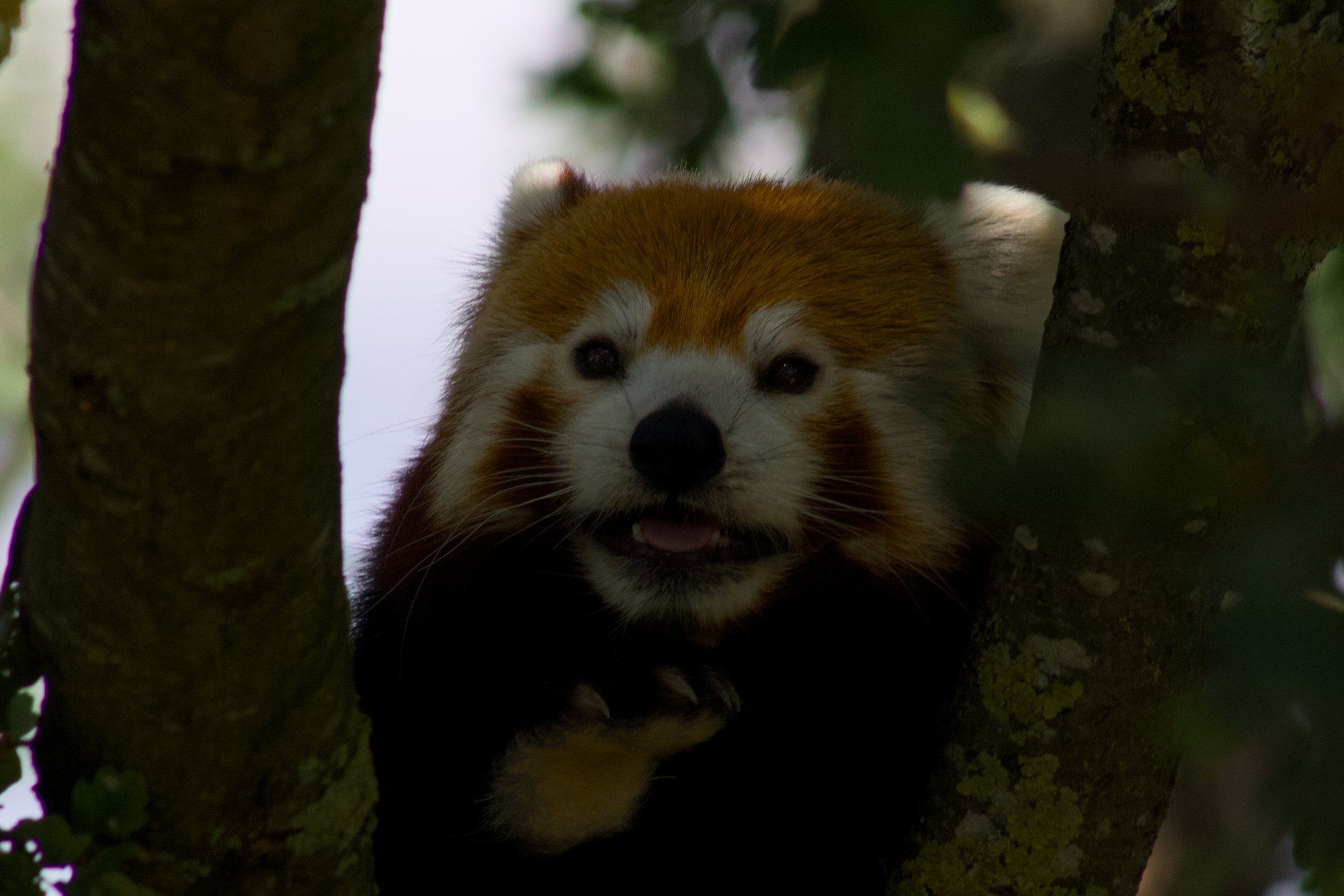 A red panda peering out between two tree trunks