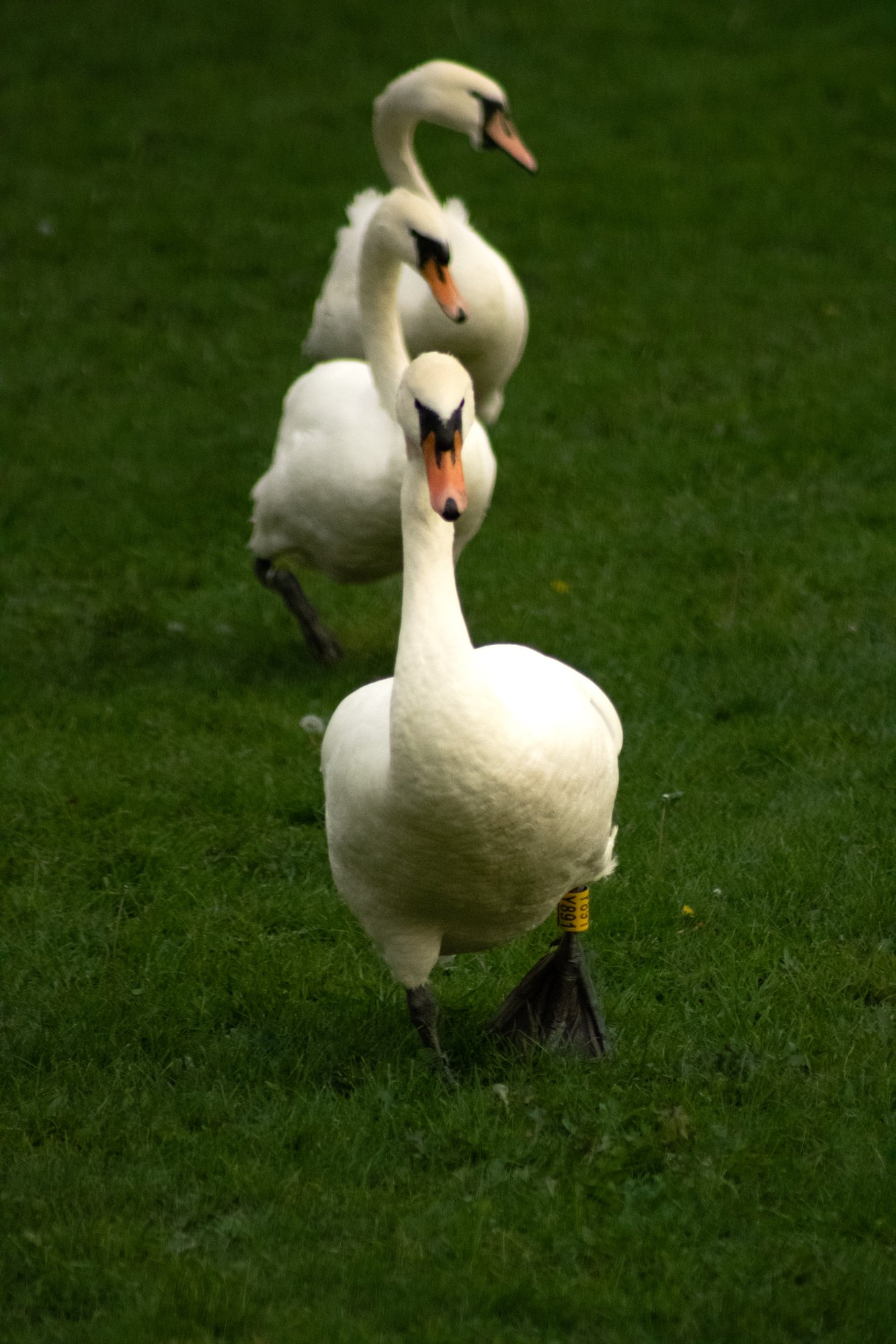 Three mute swans walking towards the camera in a line across the grass