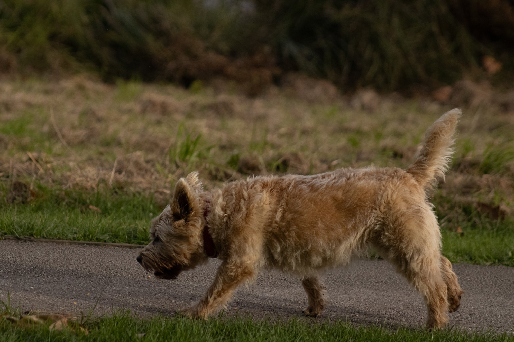 A small sandy terrier trotting along a park path