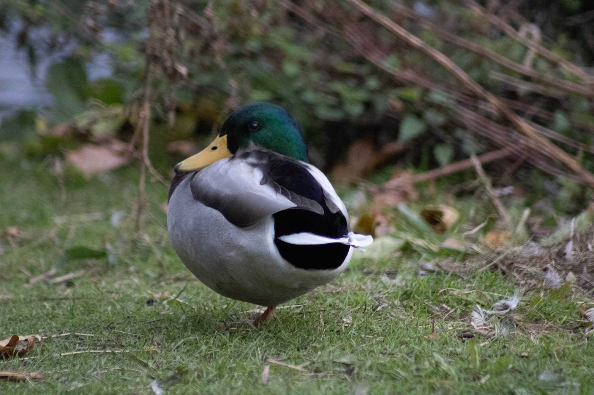 A mallard drake standing on the grass among fallen leaves