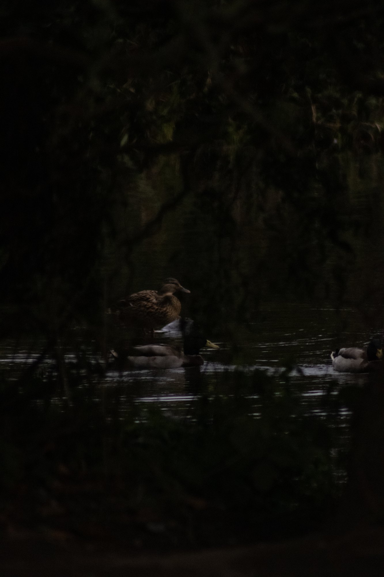 A duck on dark water in the deep shade of the trees