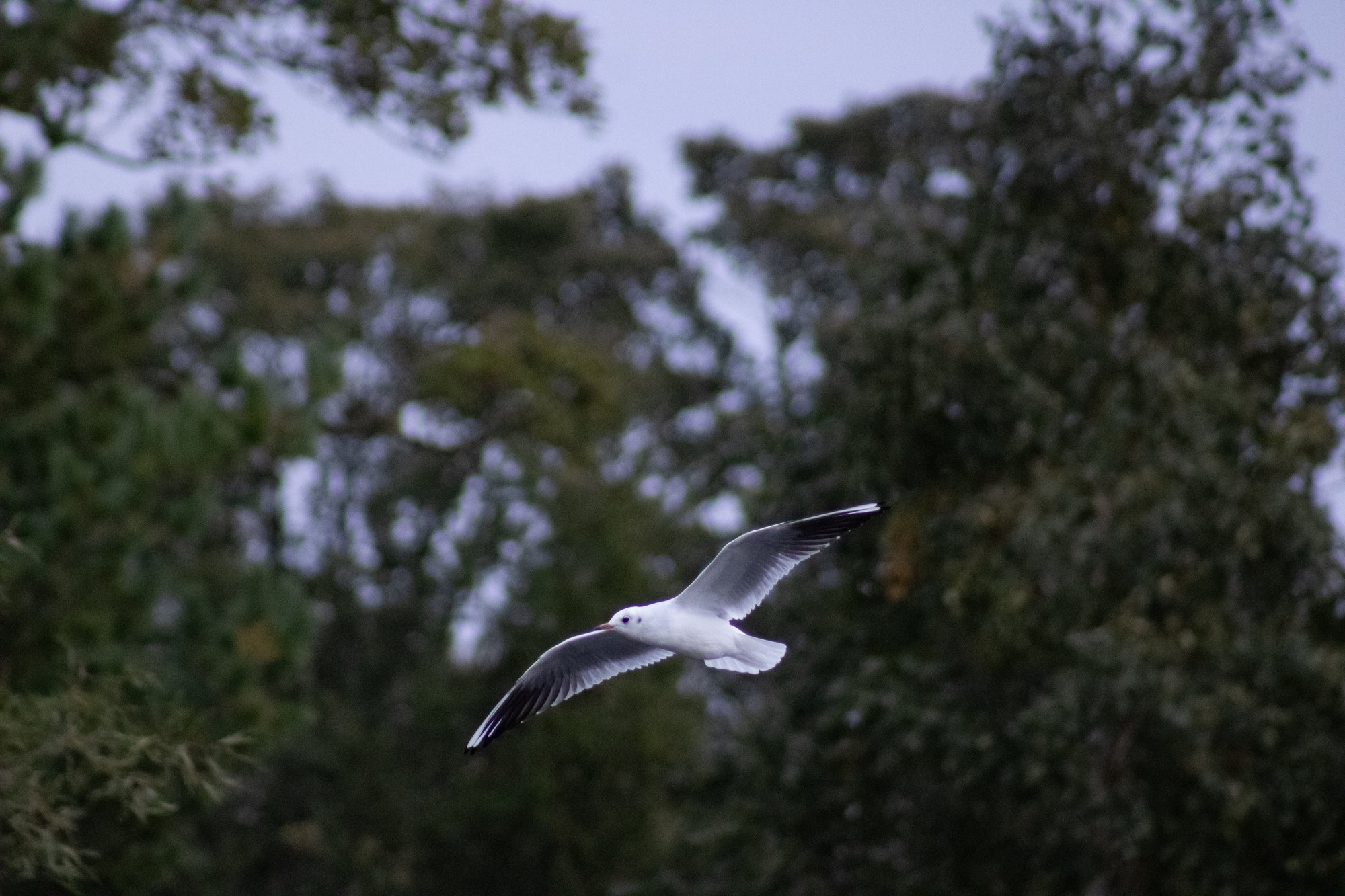 A black-headed gull in flight in front of the trees