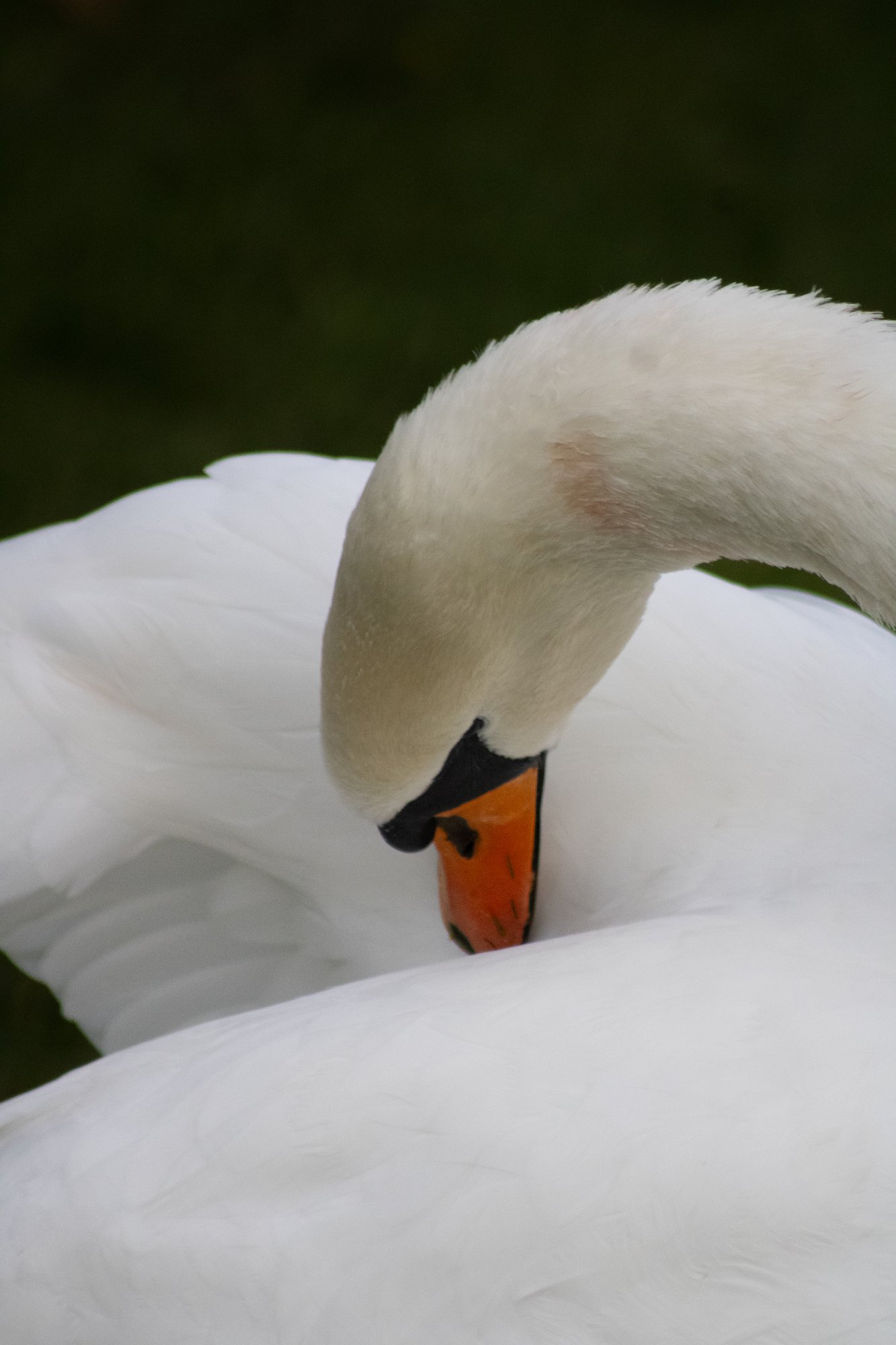 A mute swan with its head tucked into its white feathers
