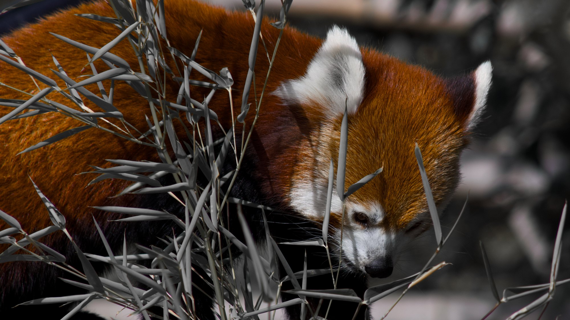 A red panda resting among bamboo leaves at Yorkshire Wildlife Park