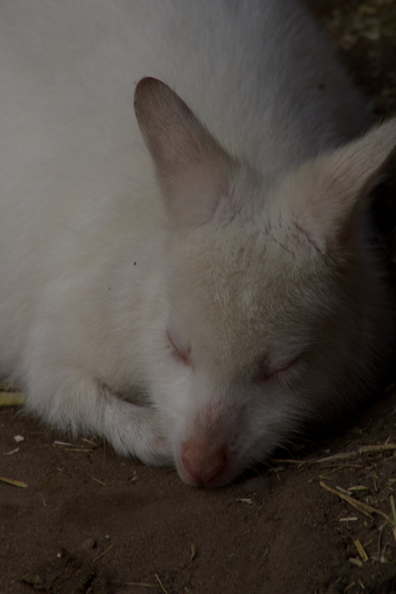 A white wallaby asleep on the ground