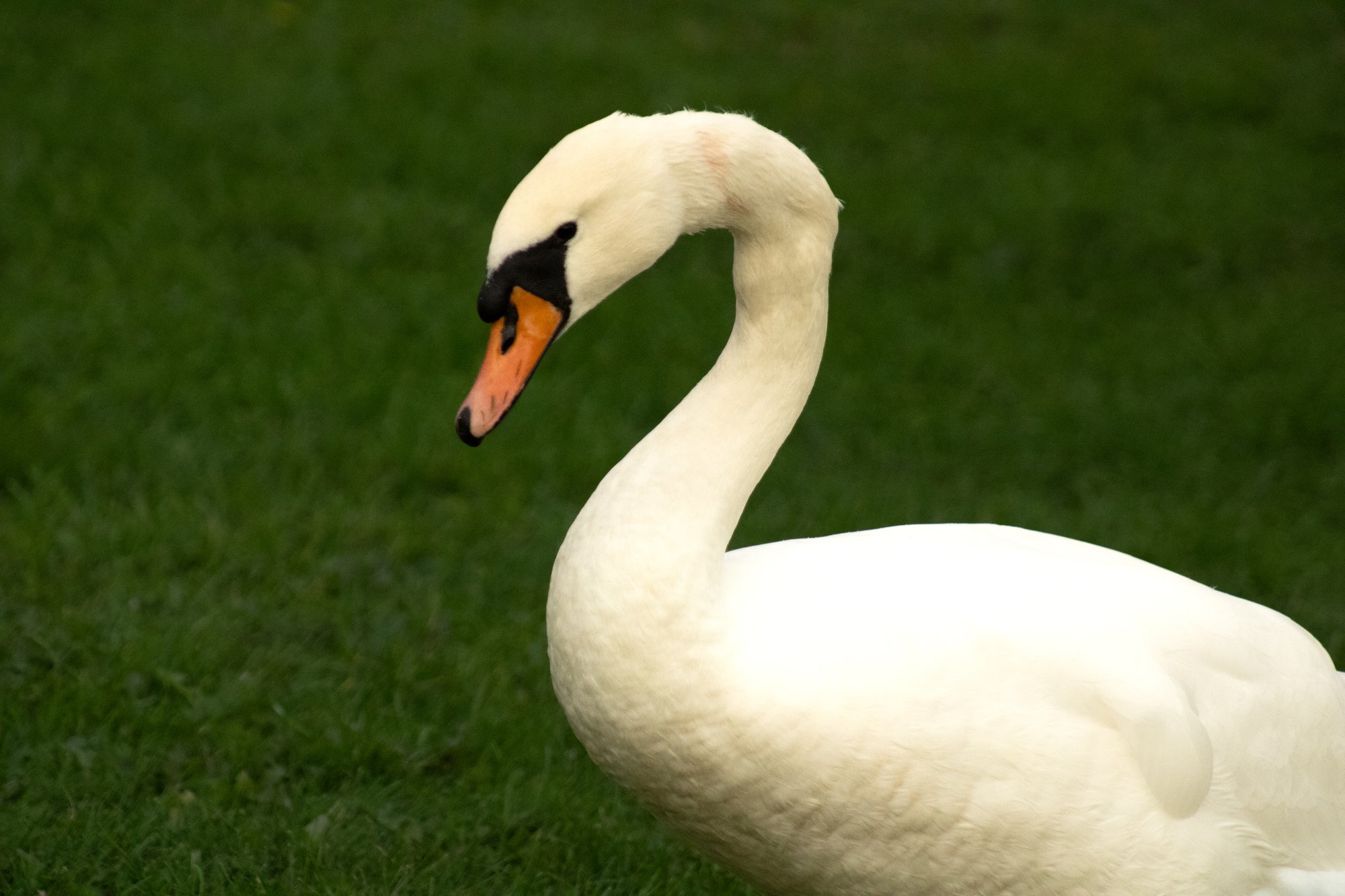 A mute swan curving its neck on the green grass