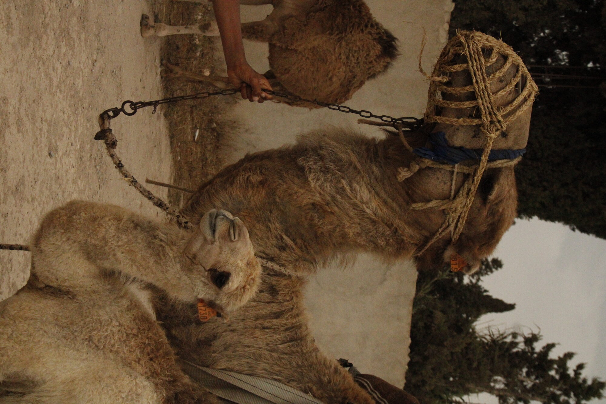 Tunisia — Chained Camels