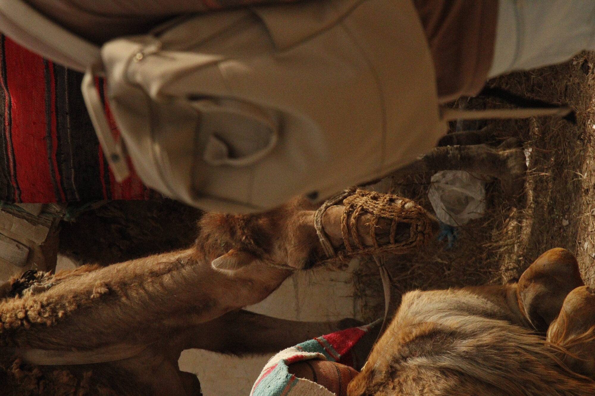 Tunisia — Camel Face