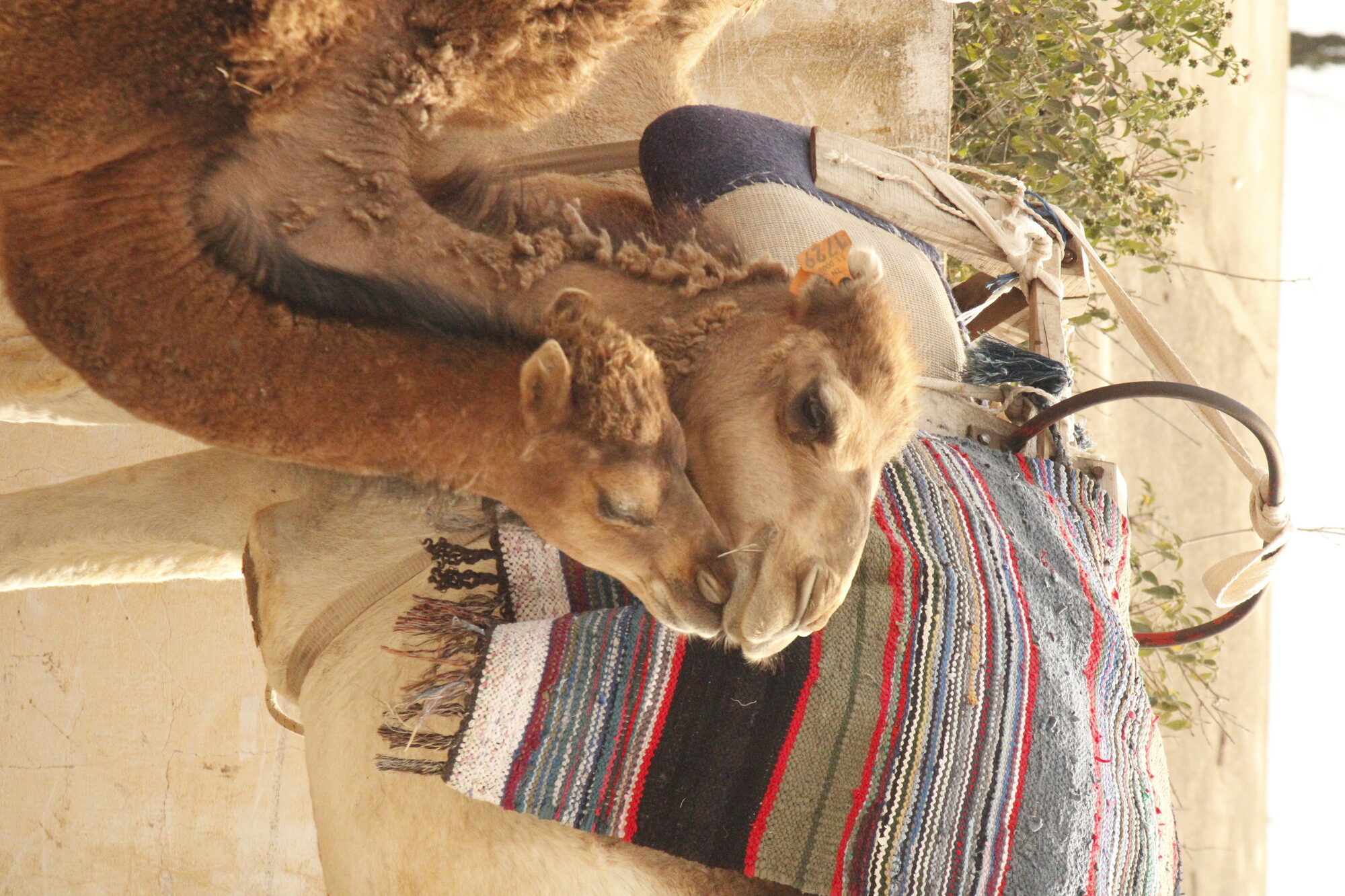 Tunisia Desert B