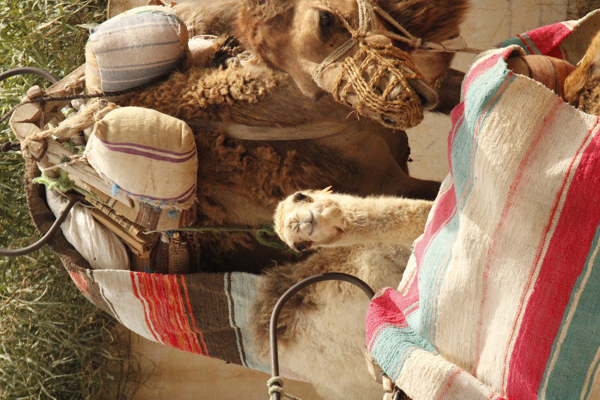 Tunisia Desert C
